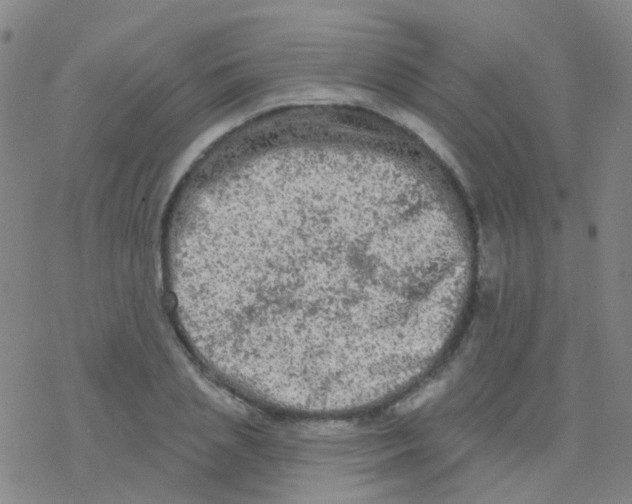 X0000076300837200610271912