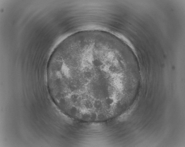 X0000076300839200610271912