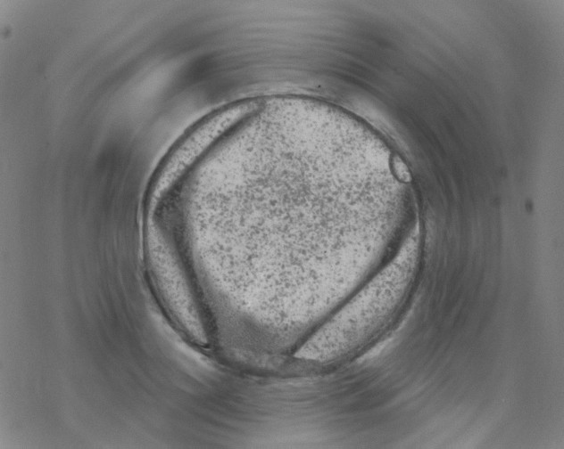 X0000076300844200610271912