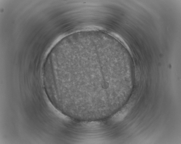 X0000076300851200610271912