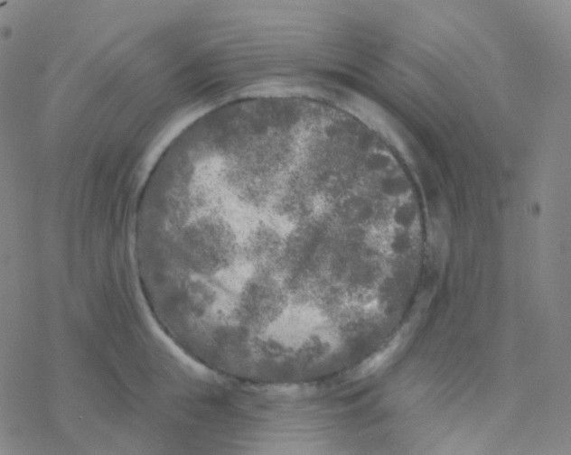 X0000076300855200610271912