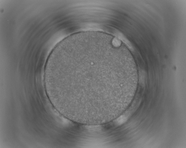 X0000076300856200610271912