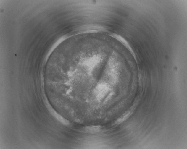 X0000076300859200610271912