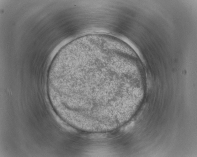 X0000076300861200610271912