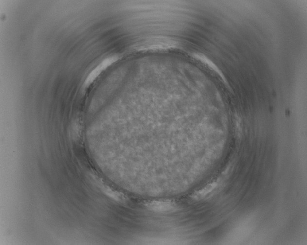 X0000076300874200610271911