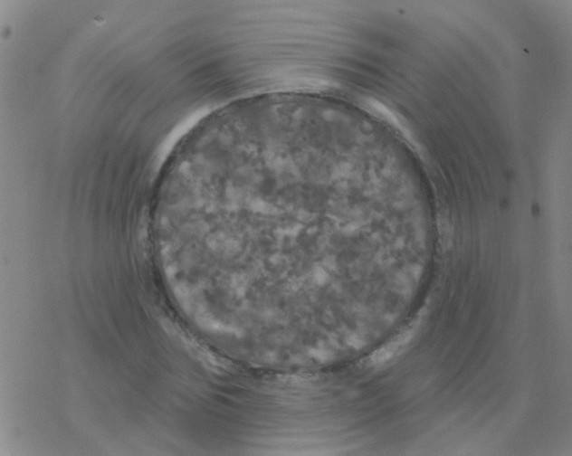 X0000076300875200610271911