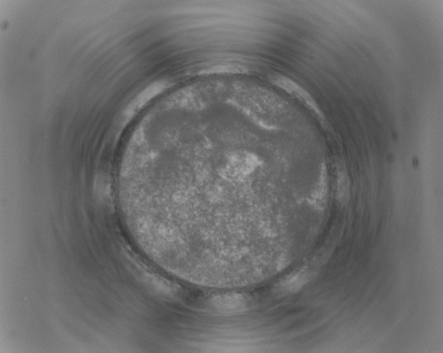 X0000076300882200610271911