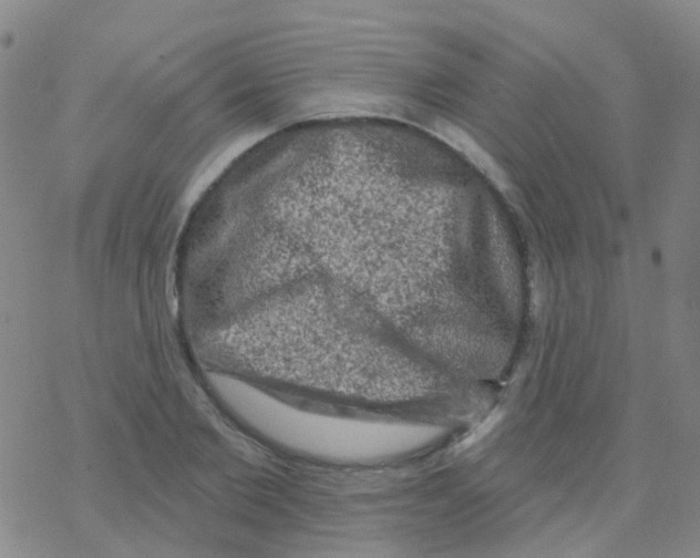 X0000076300885200610271911