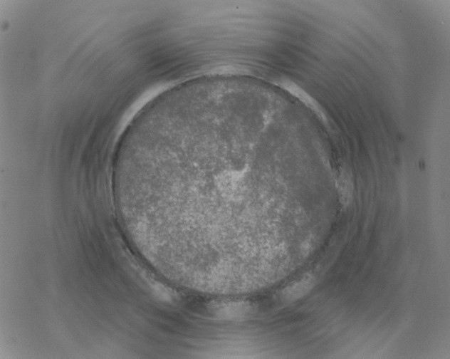 X0000076300886200610271911