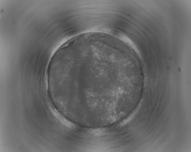 X0000076300892200610271911