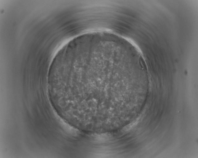 X0000076300895200610271911