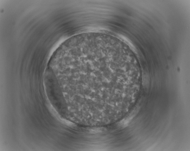 X0000076300899200610271911