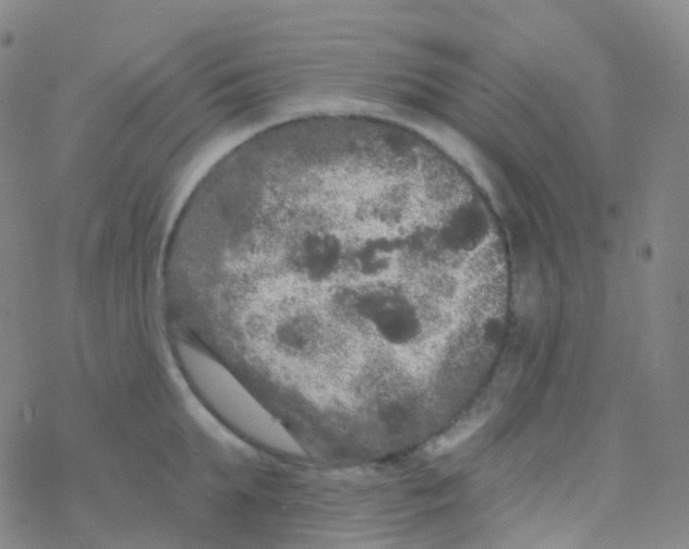 X0000076300903200610271911