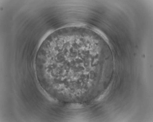 X0000076300907200610271911