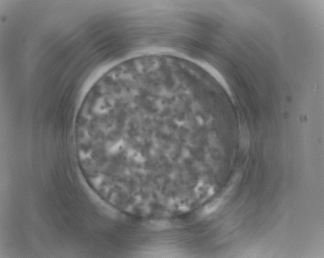 X0000076300911200610271911