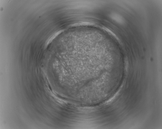 X0000076300921200610271910