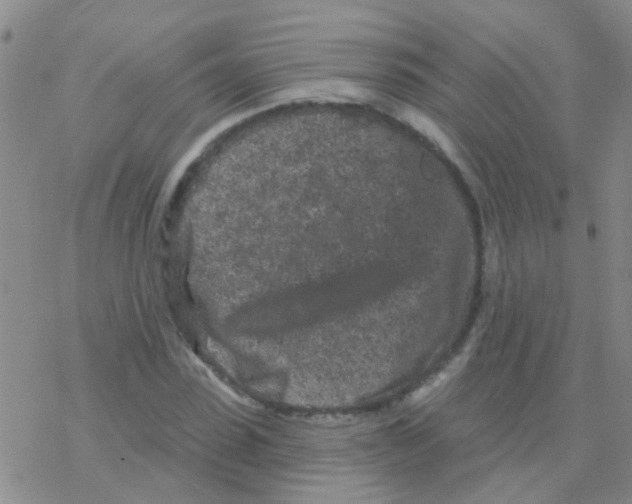 X0000076300923200610271910