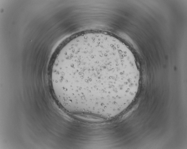 X0000076300924200610271910