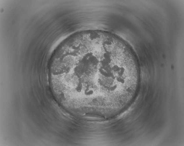 X0000076300925200610271910