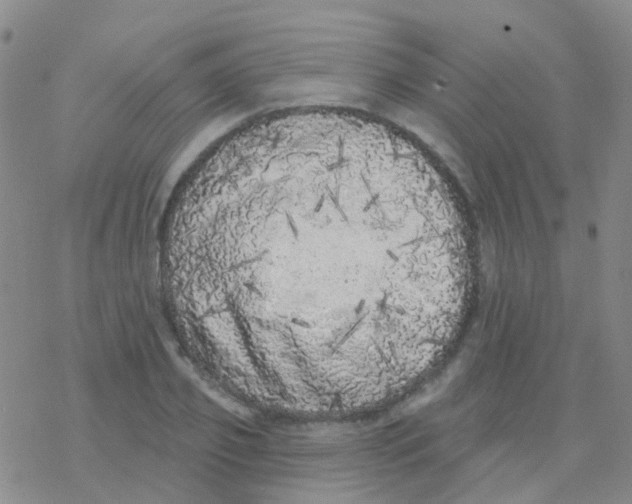 X0000076300933200610271910