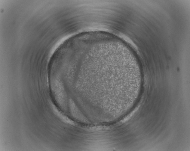 X0000076300934200610271910