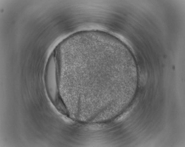 X0000076300943200610271911