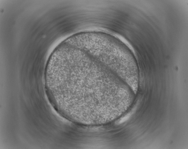 X0000076300951200610271911