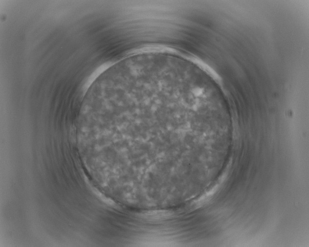 X0000076300953200610271911