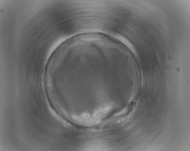 X0000076300958200610271911