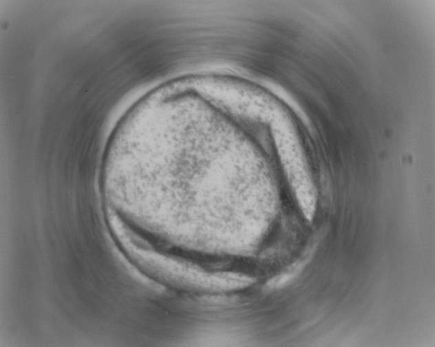 X0000076300959200610271911