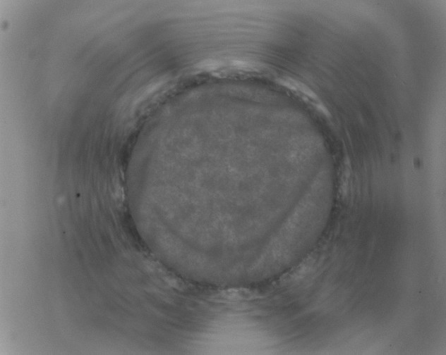 X0000076300966200610271910