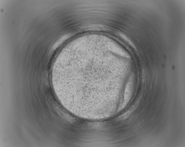 X0000076300970200610271910