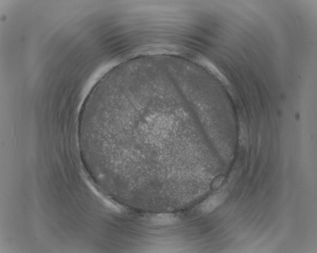 X0000076300986200610271910