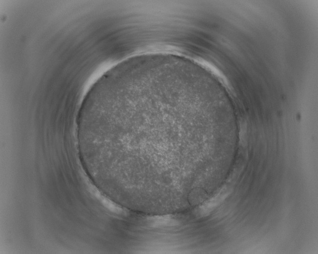 X0000076300990200610271910