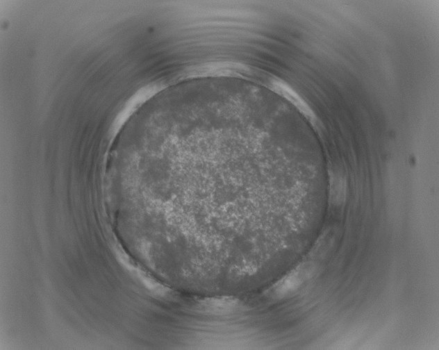 X0000076300994200610271910