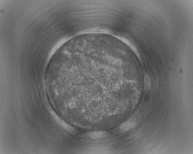 X0000076300998200610271909