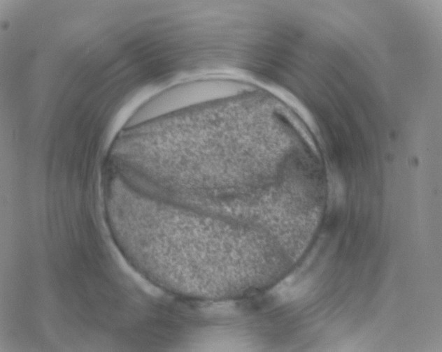 X0000076301006200610271909