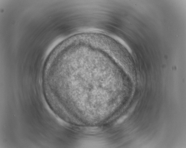 X0000076301007200610271909