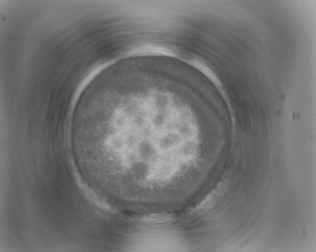 X0000076301008200610271909