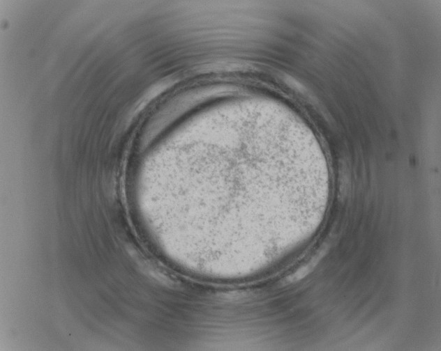 X0000076301017200610271909