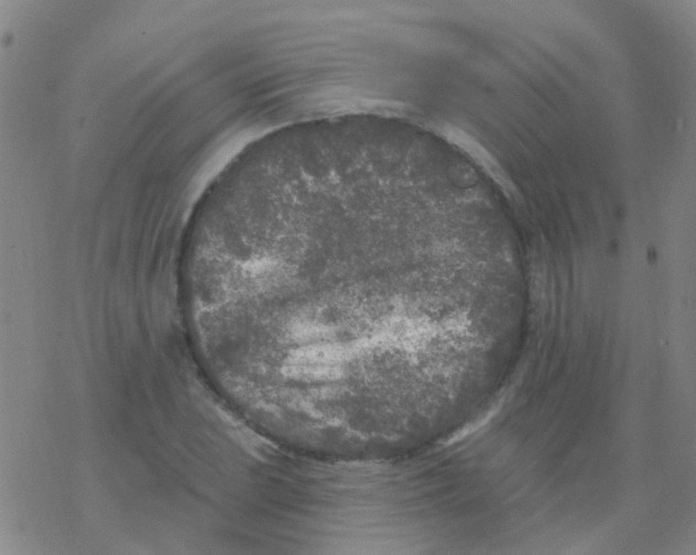 X0000076301023200610271909