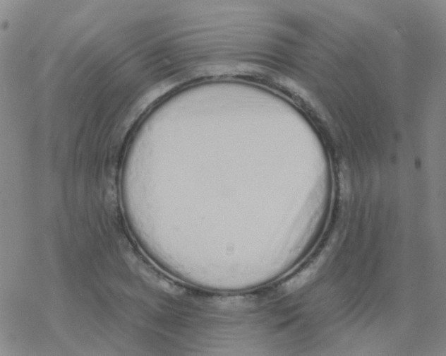 X0000076301025200610271909