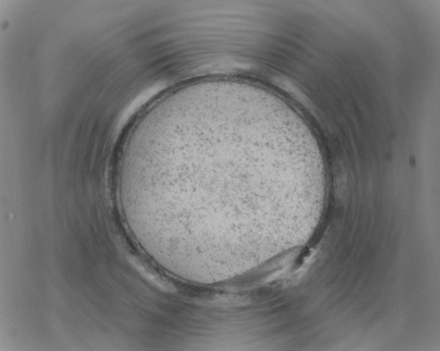 X0000076301026200610271909