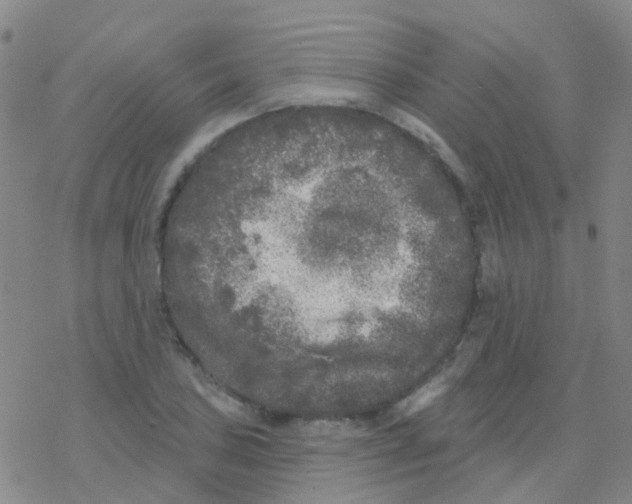 X0000076301027200610271909