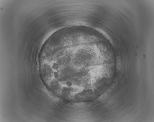 X0000076301031200610271909