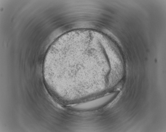 X0000076301033200610271909