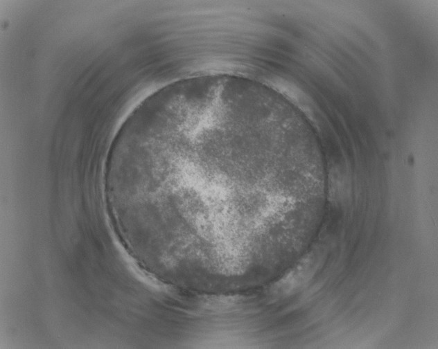 X0000076301039200610271909