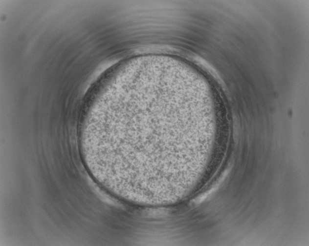 X0000076301041200610271909