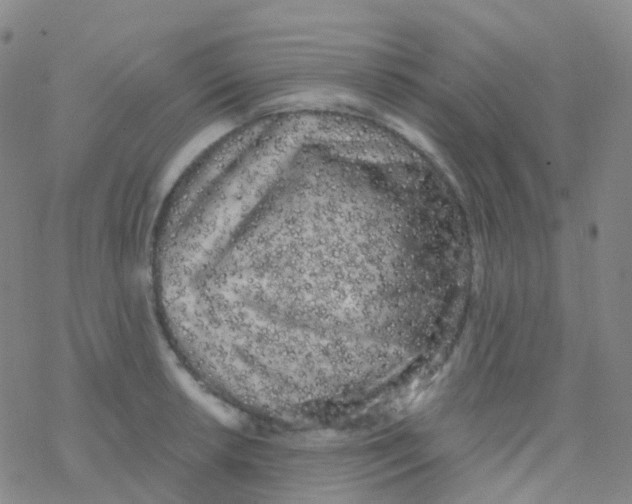 X0000076301042200610271909