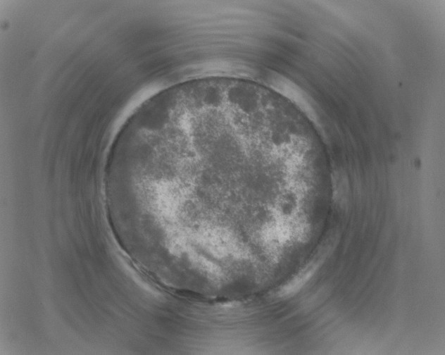 X0000076301043200610271909